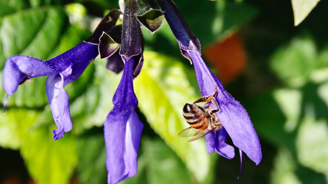 CC&Rs & Bylaws 9086247f-bb32-4bf9-8547-1f005bd1ad72.jpg